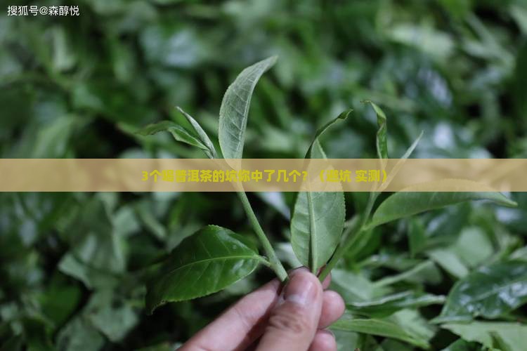 好喝的普洱茶推荐吗