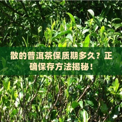 散的普洱茶保质期