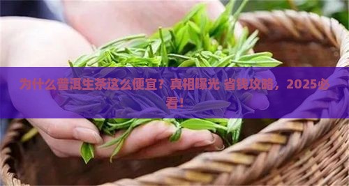 为什么普洱茶生茶那么便宜