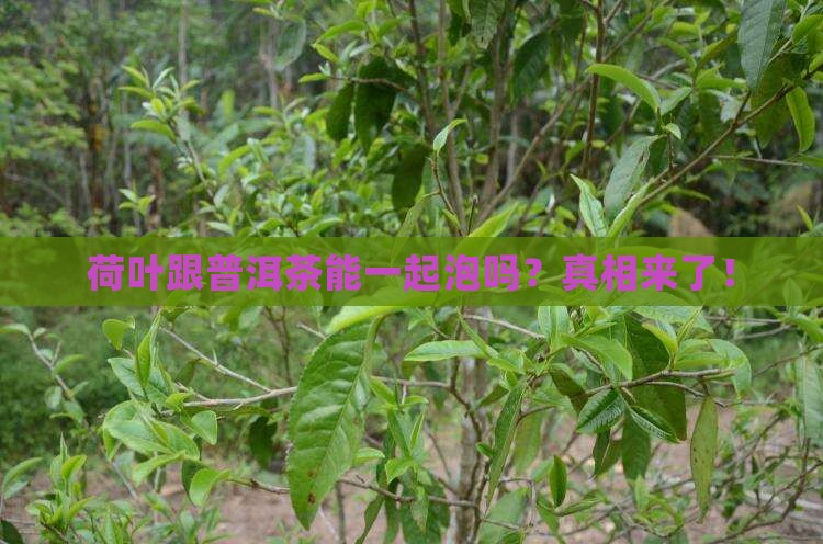 荷叶跟普洱茶能一起泡吗