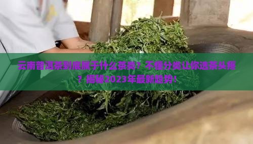 云南普洱茶都是什么茶类