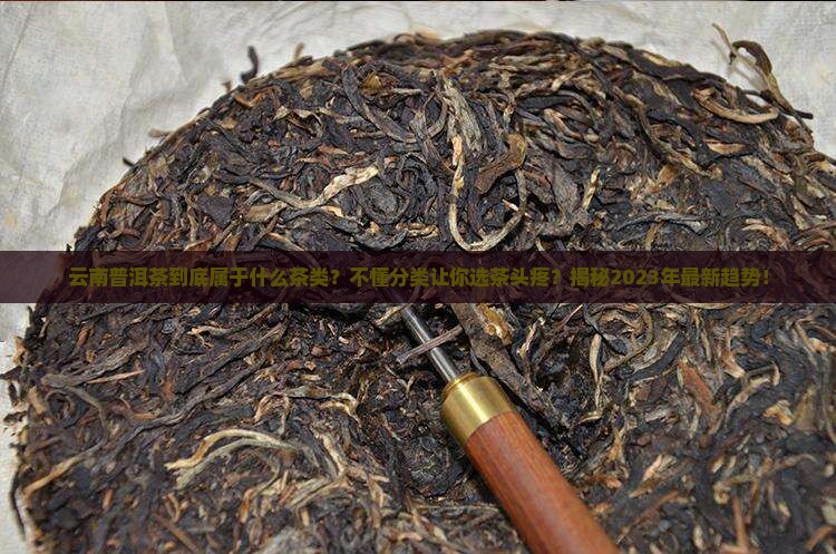 云南普洱茶都是什么茶类