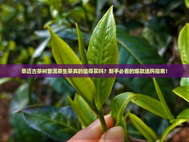 景迈古茶树普洱茶生茶