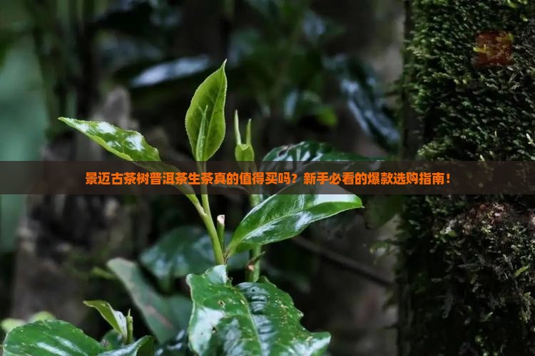 景迈古茶树普洱茶生茶
