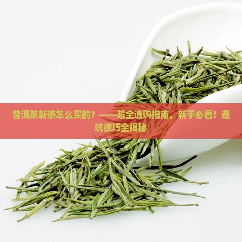 普洱茶新茶怎么买的