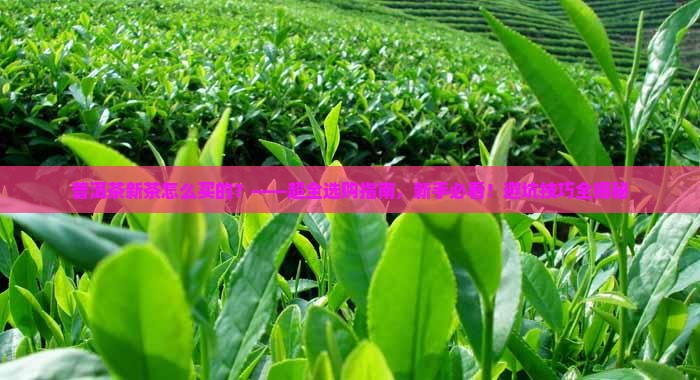 普洱茶新茶怎么买的