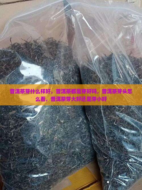 普洱茶芽什么样
