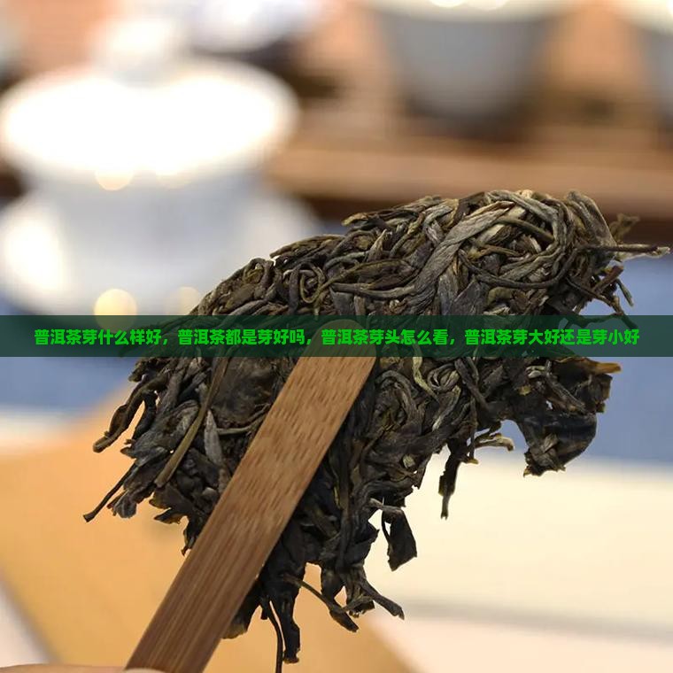 普洱茶芽什么样