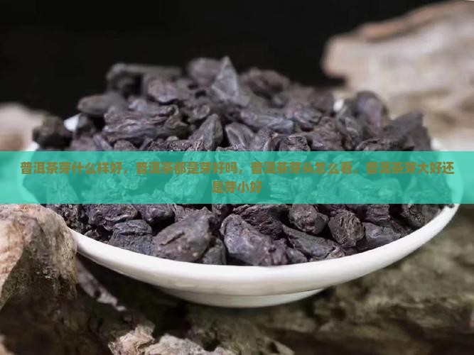 普洱茶芽什么样