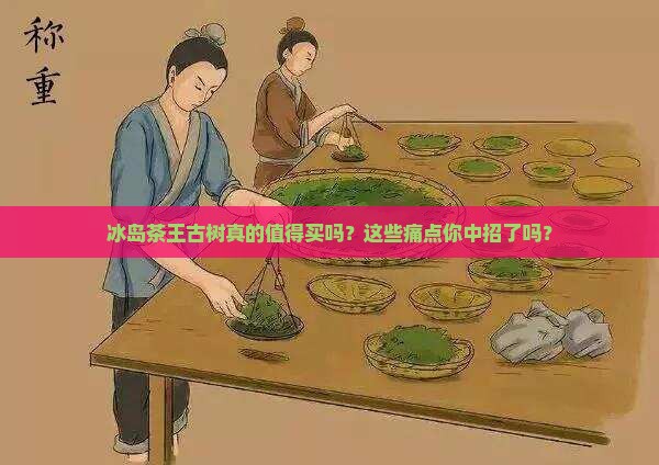 冰岛茶王古树介绍