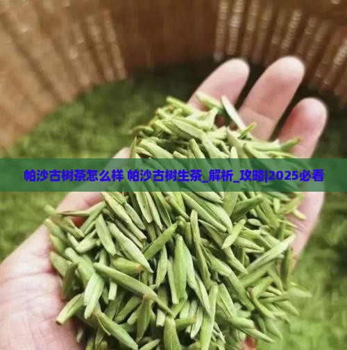 帕沙古树茶怎么样帕沙古树生茶