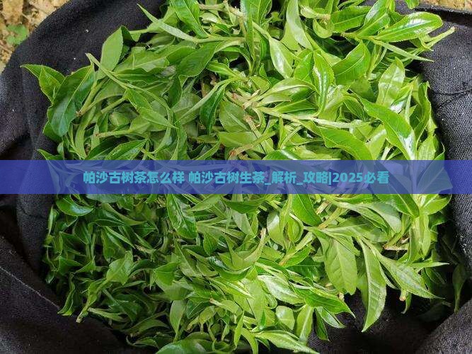 帕沙古树茶怎么样帕沙古树生茶