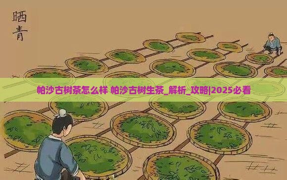 帕沙古树茶怎么样帕沙古树生茶