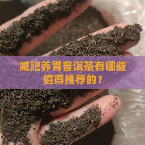 减肥养胃普洱茶有哪些