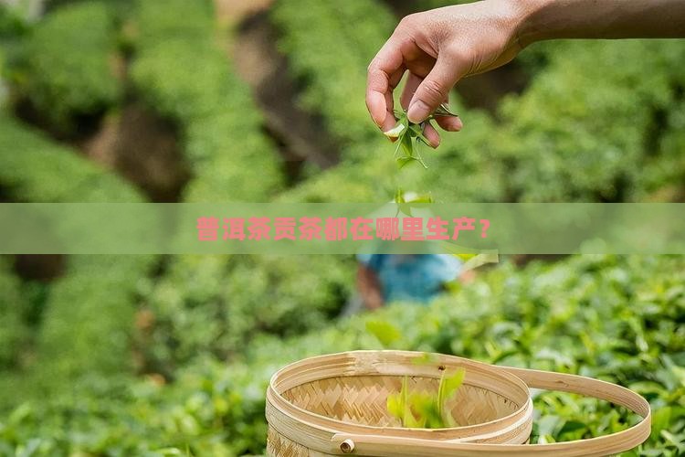 普洱茶贡茶都在哪里