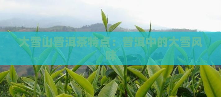 云县大雪山普洱茶