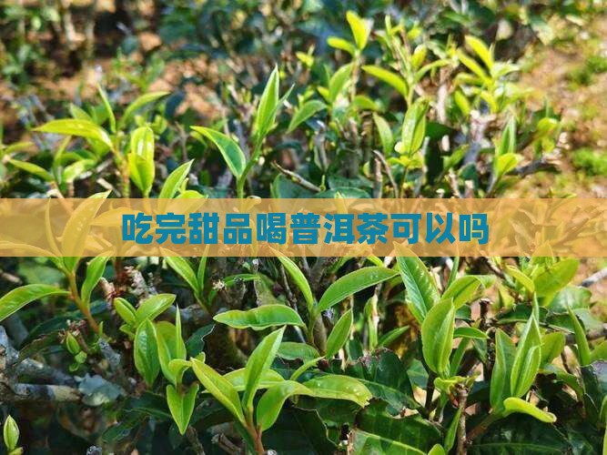 吃完甜品喝普洱茶可以吗