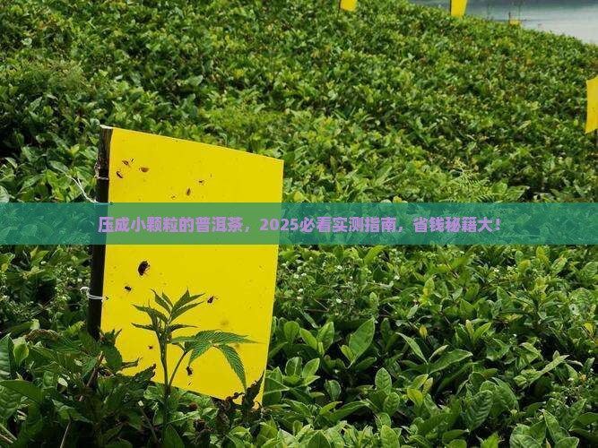 压成小颗粒的普洱茶