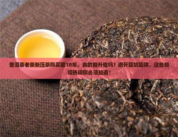 普洱茶老茶新压茶购买藏10年