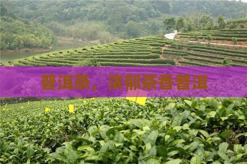 浓郁茶香普洱茶