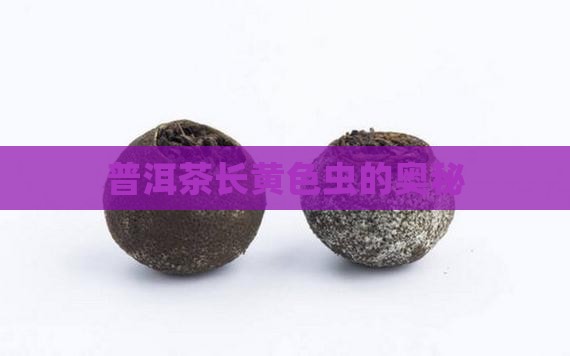 普洱茶长黄色的虫