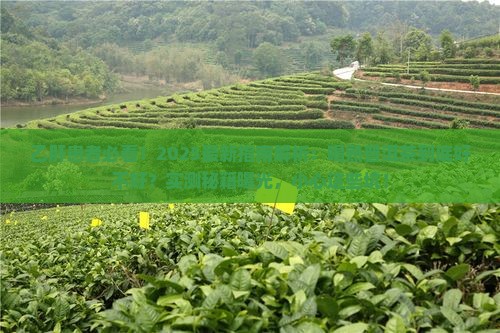 喝熟普洱茶对乙肝好不好