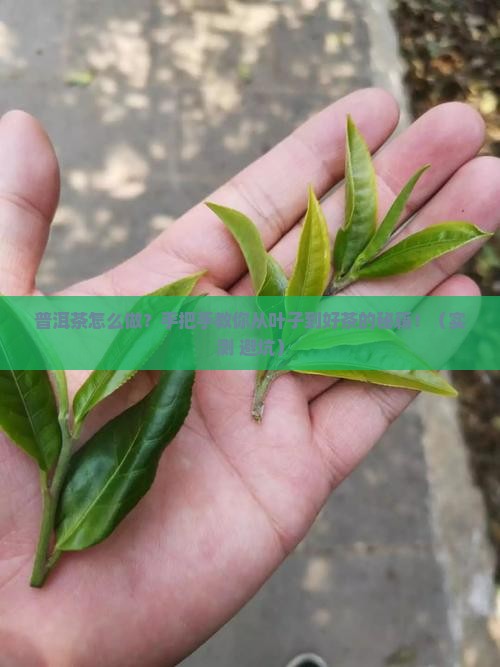 普洱茶做茶叶怎么做