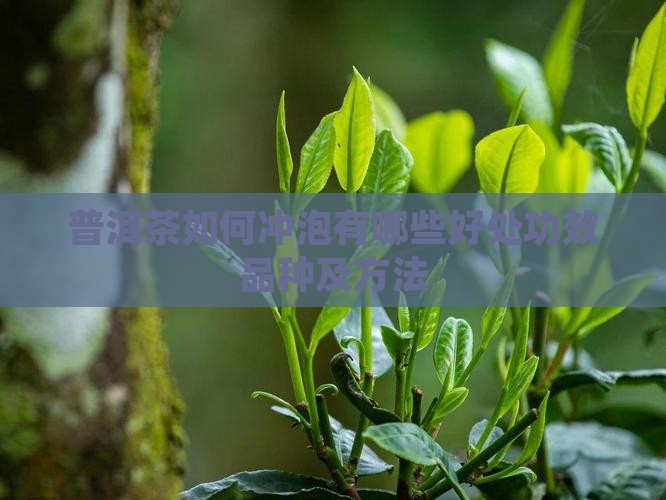 普洱茶如何冲泡有哪些