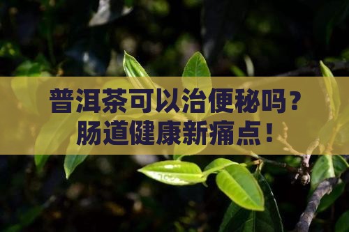 普洱茶可以治便秘吗