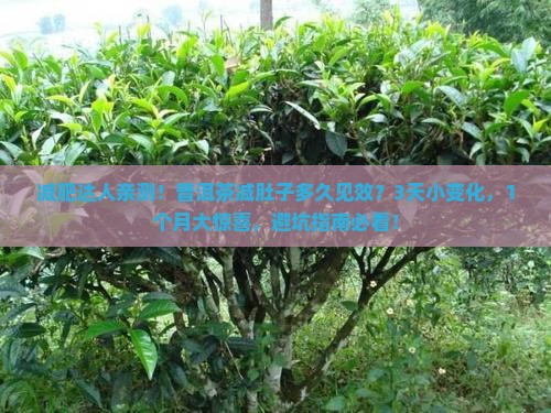 普洱茶减大肚子多久见效