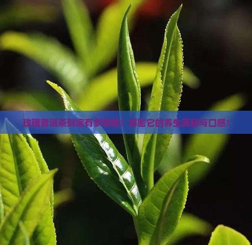 玫瑰普洱茶的好处