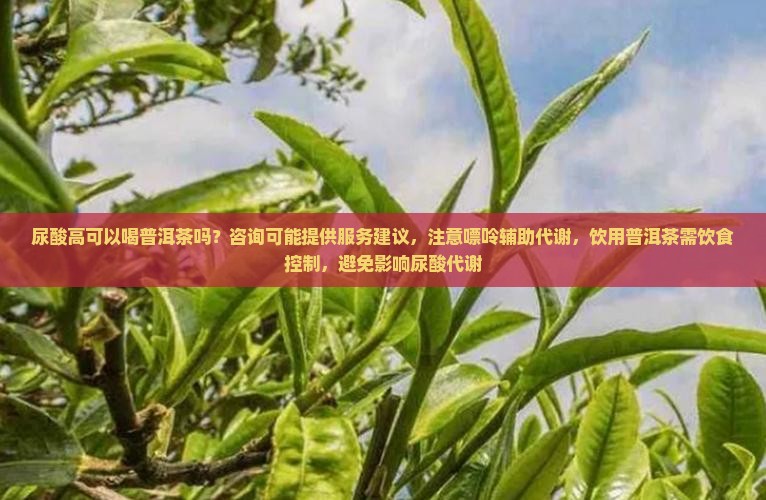 尿酸高吃普洱茶好吗