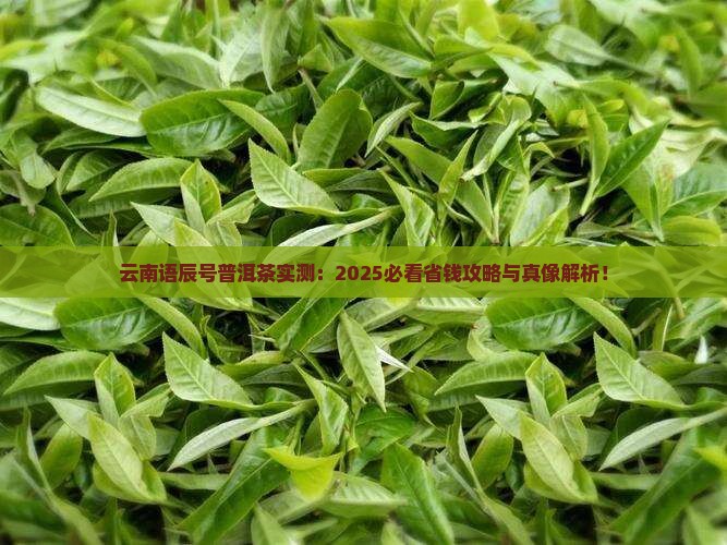 云南语辰号普洱茶