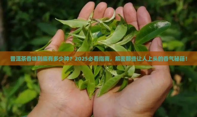 普洱茶香味有几种