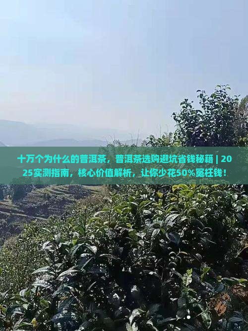 十万个为什么的普洱茶