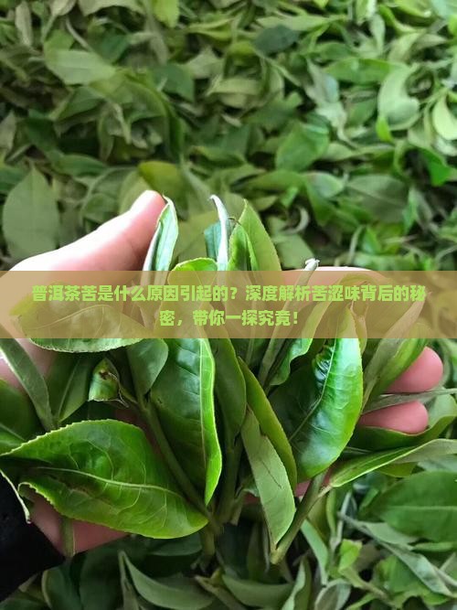 普洱茶苦是什么原因引起的