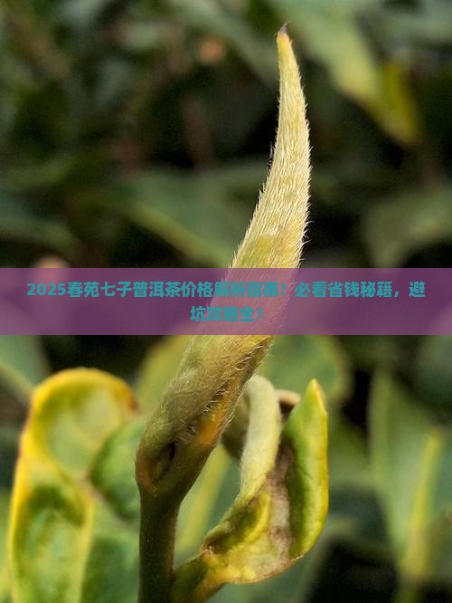 春苑七子普洱茶价格