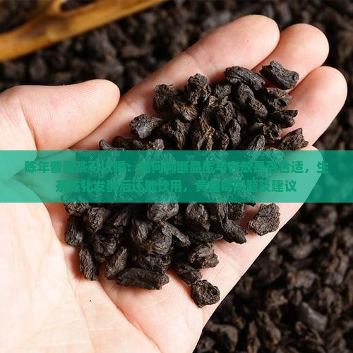 陈年普洱茶可以喝