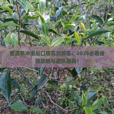 普洱茶冲泡后口感