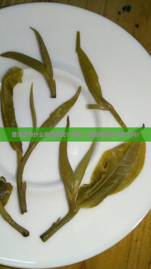 普洱茶为什么有白霜呢怎么回事