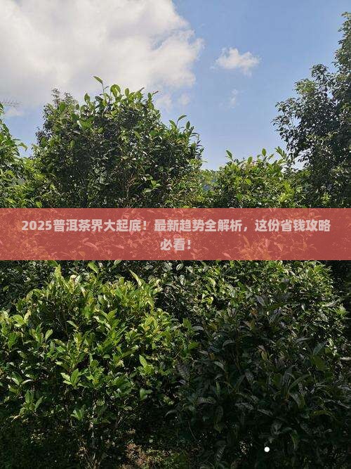 普洱茶最新趋势是什么