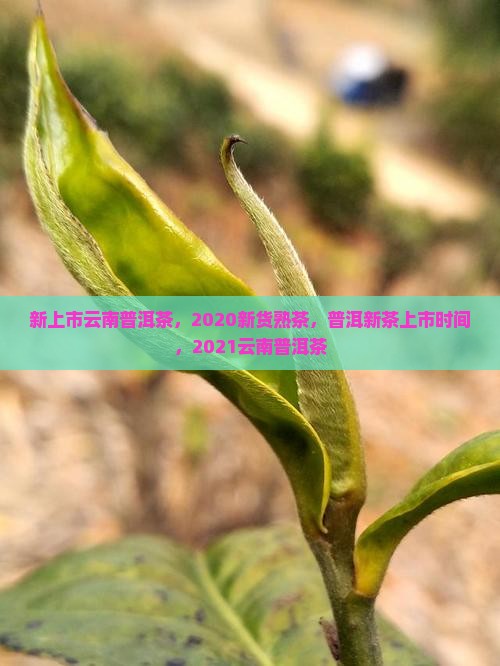 新上市云南普洱茶