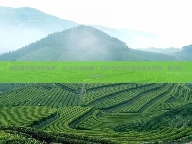青柑普洱茶的属性