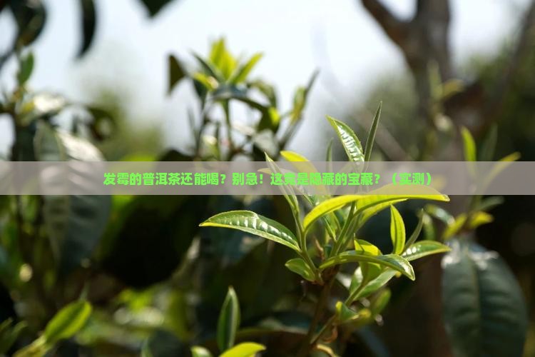 发霉的普洱茶的用处
