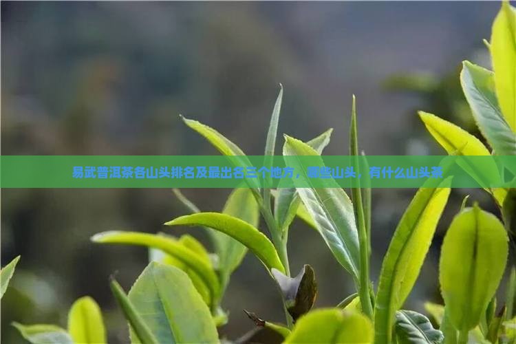 易武普洱茶各山头