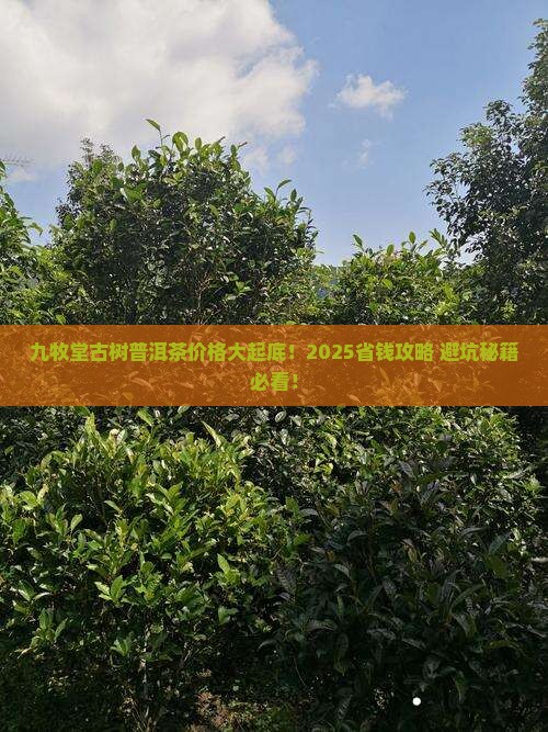 九牧堂古树普洱茶价格