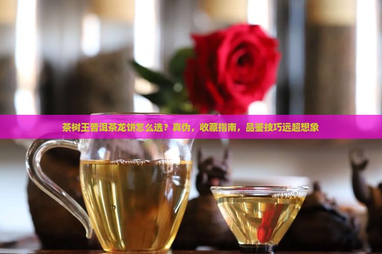 茶树王普洱茶龙饼