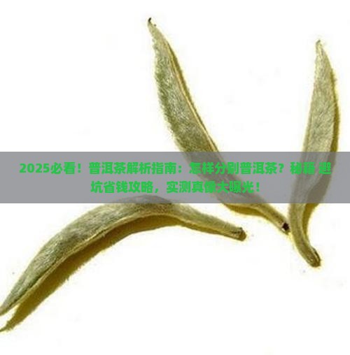 怎样分别普洱茶