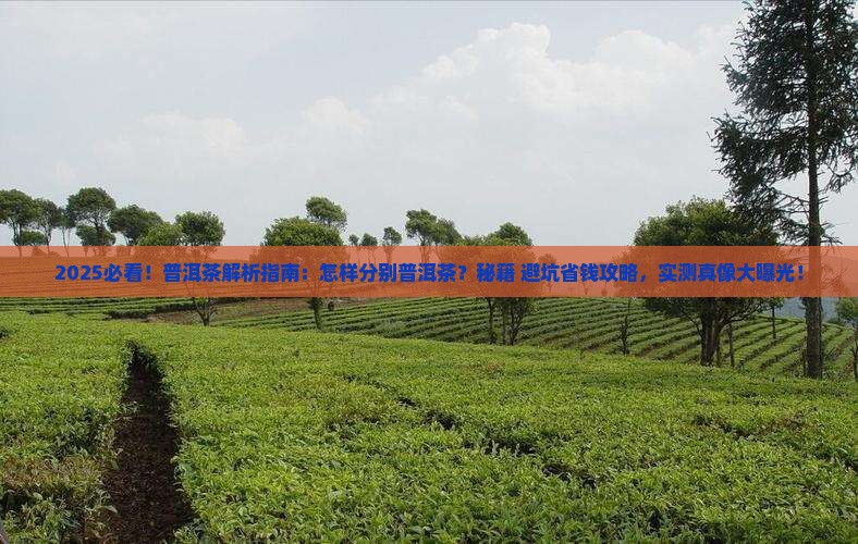 怎样分别普洱茶