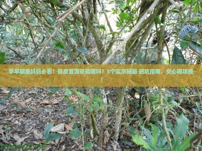 孕早期可以喝陈皮普洱茶吗